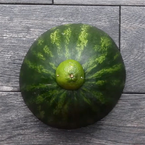 Watermelon Fruit Grill4