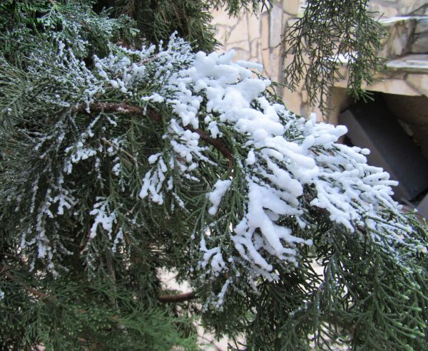 snow spray for christmas tree 