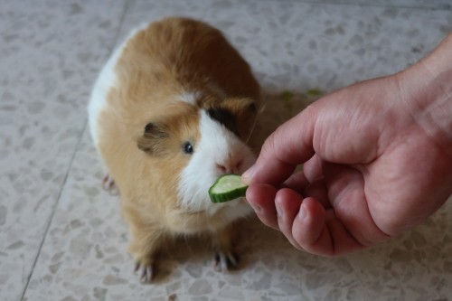guinea pigs to eat