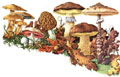 mushrooms-beelzebub